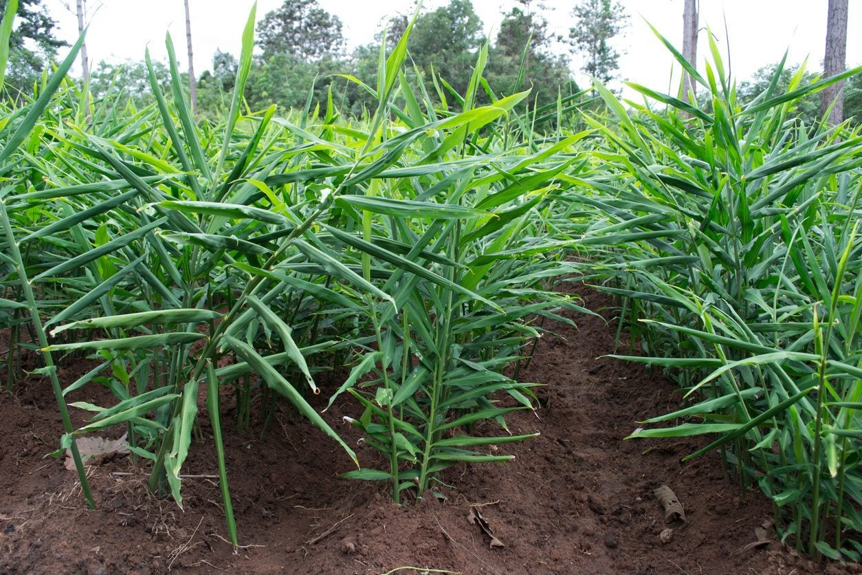  ginger cultivation