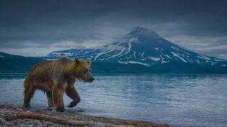 A brown bear patrols the shore of Kurile Lake in A Perfect Planet