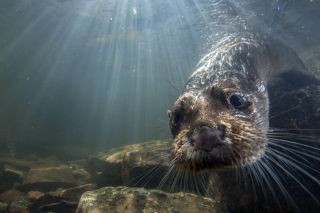 Supercharged Otters