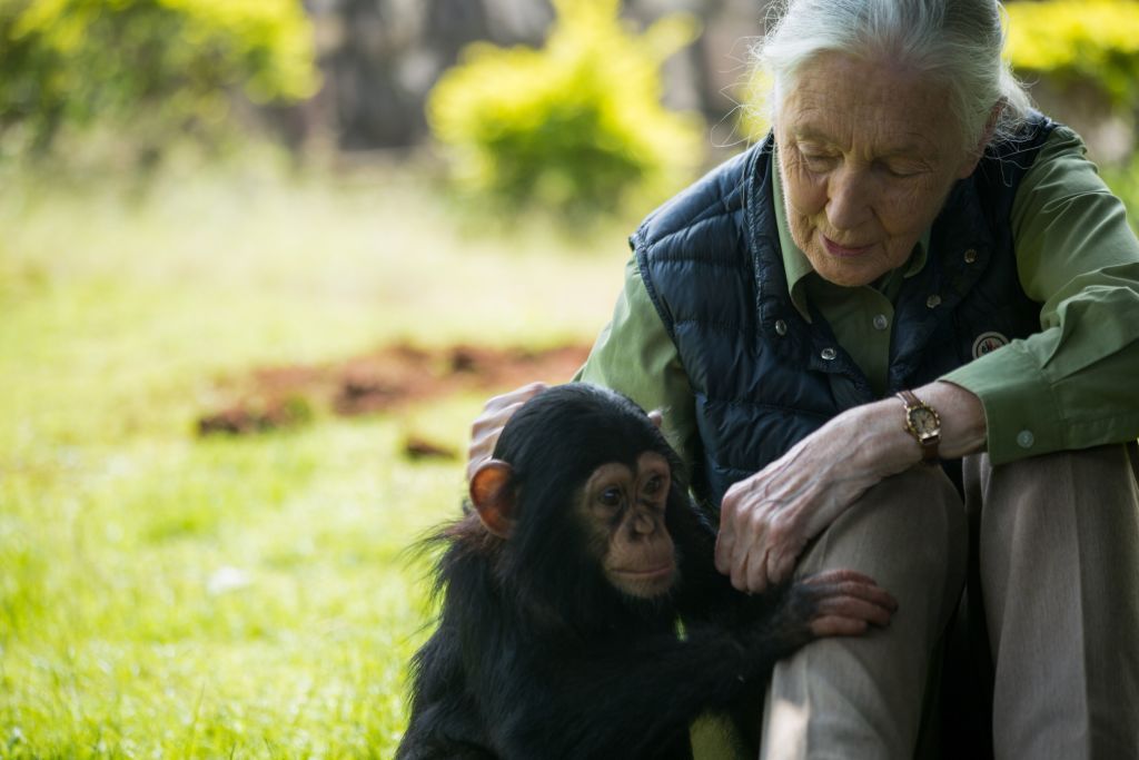 Jane Goodall National Geographic