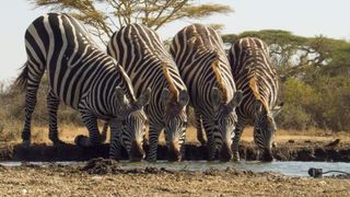 TV tonight Waterhole: Africa's Animal Oasis