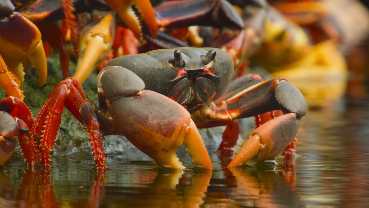 Crabs Wild Cuba: A Caribbean Journey