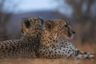 Wild cheetah Savannah and cub, Tswalu Kalahari Reserve, South Africa.