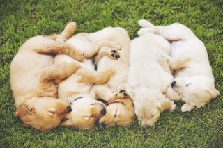 Group of Golden Retriever Puppies