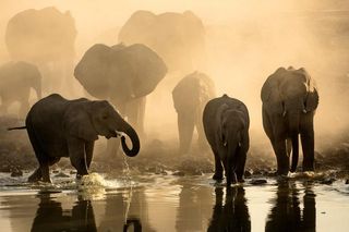 TV tonight Waterhole: Africa's Animal Oasis