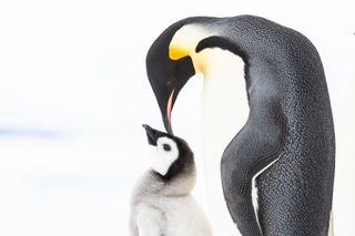 Penguins Meet the Family