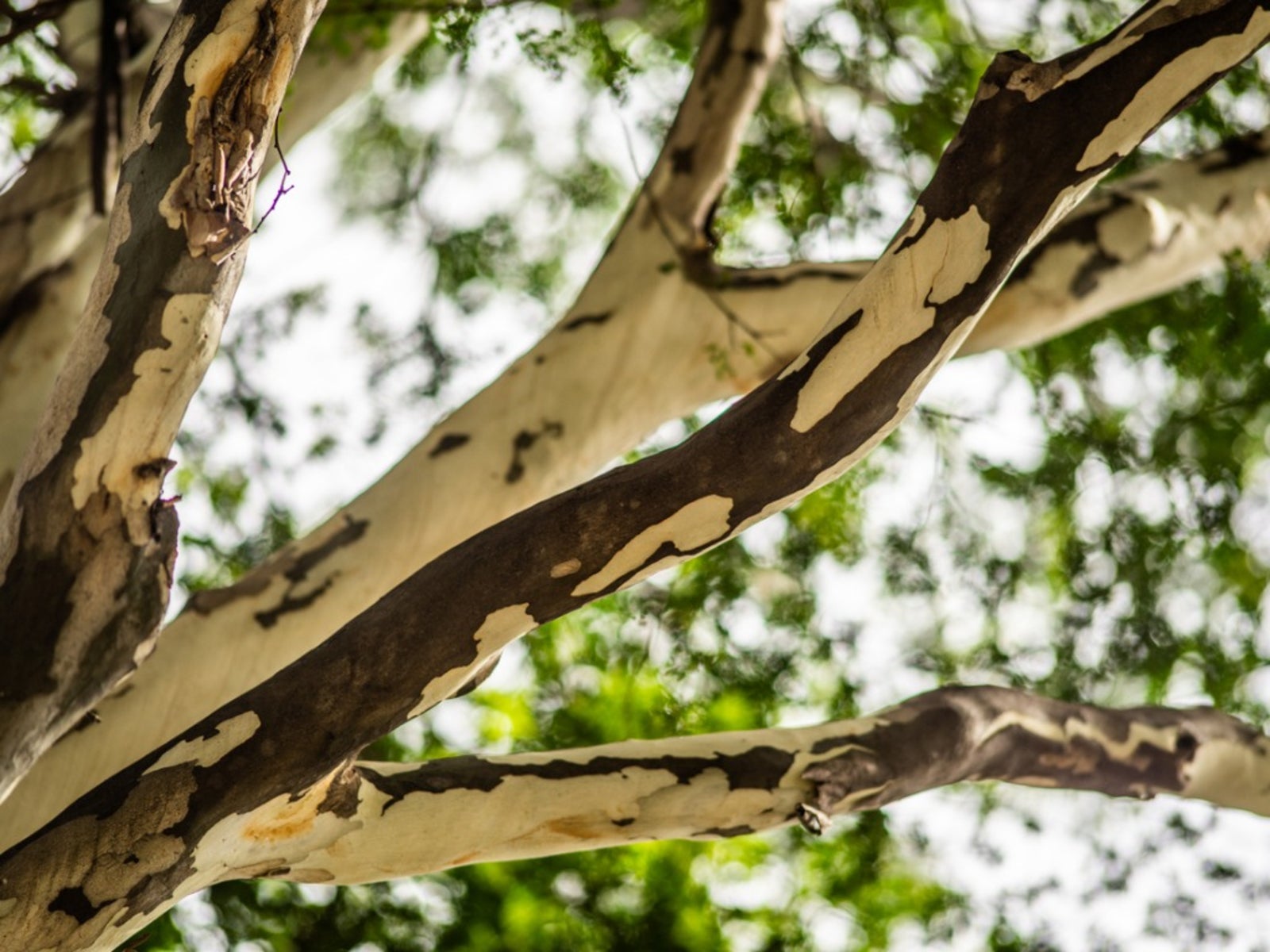 Платан дерево сикомор. Гладкий ствол дерева. Платан восточный дерево. Дерево с пятнистым стволом. Платан дерево.
