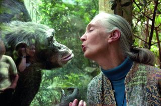 Jane Goodall and chimpanzee