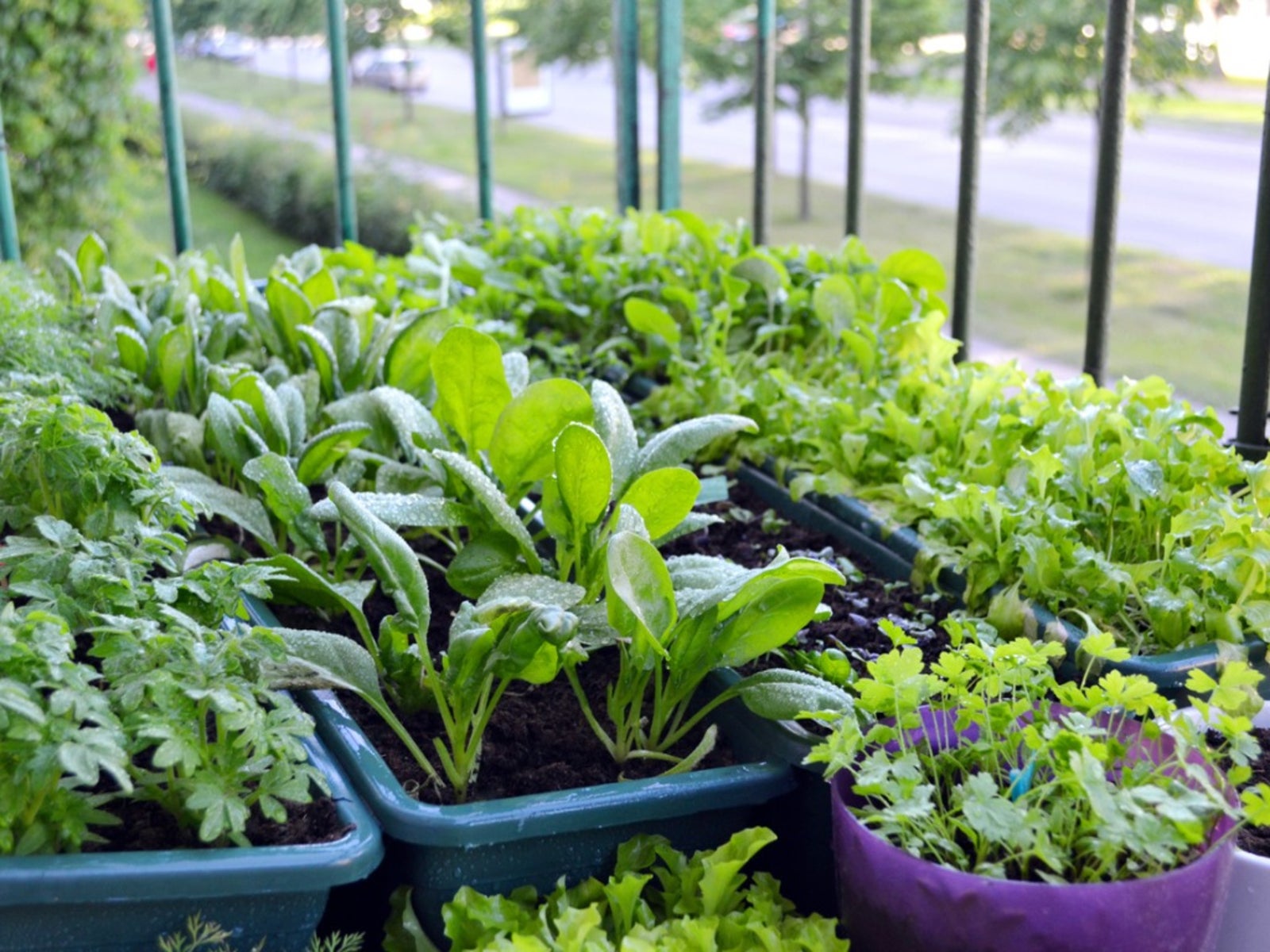  container vegetable gardening