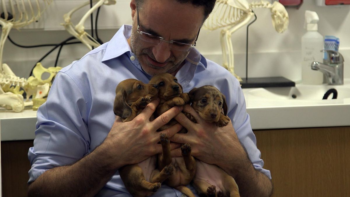 TV tonight The Supervet