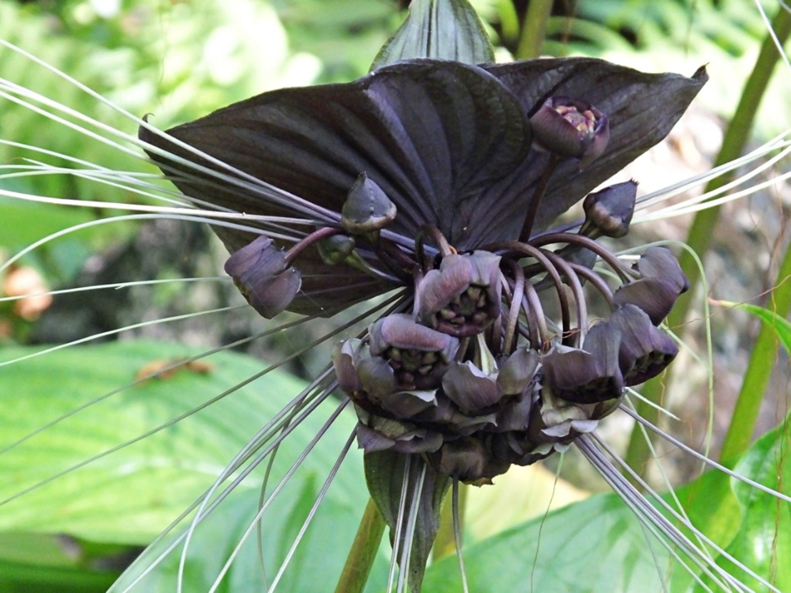 Tacca chantrieri - Monaco Nature Encyclopedia