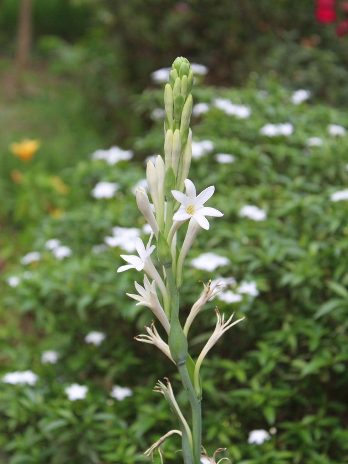 The Tuberose's Cage