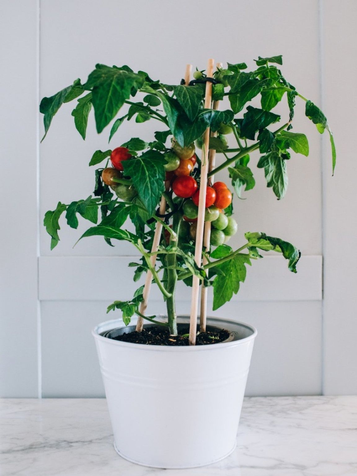  Growing tomatoes in pots on a balcony